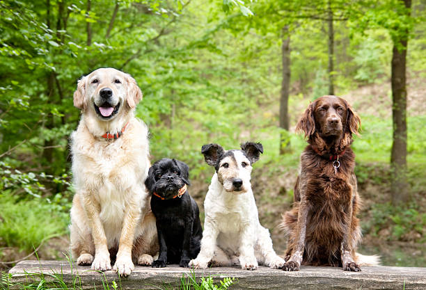 Friendly Dog Breeds