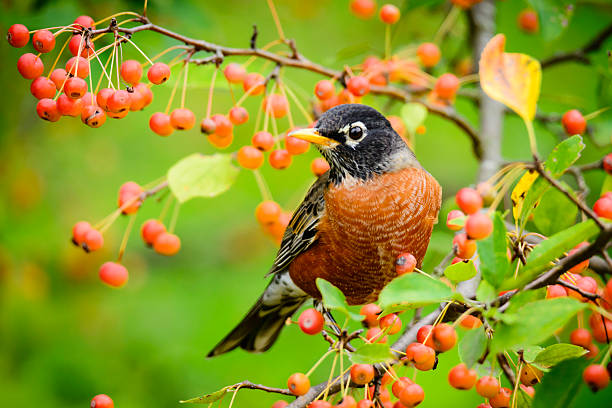 Common Backyard Birds in USA