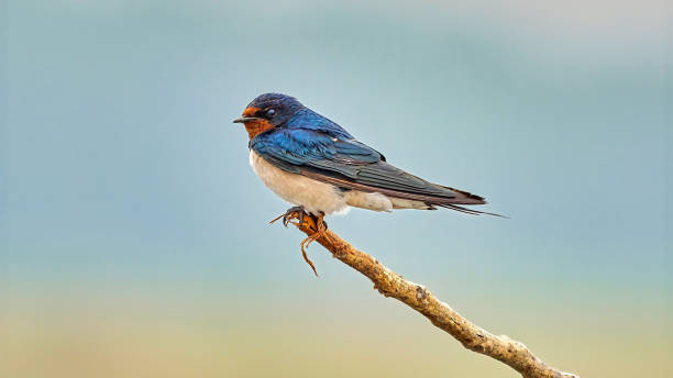 Barn Swallow