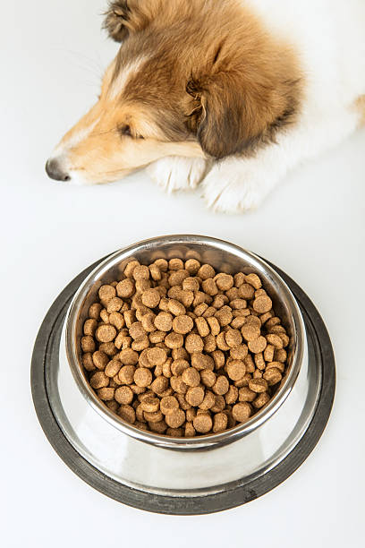 Best Dog Food for Dogs With Allergies