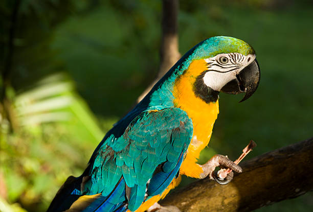 Parrot Blue and Gold Macaw