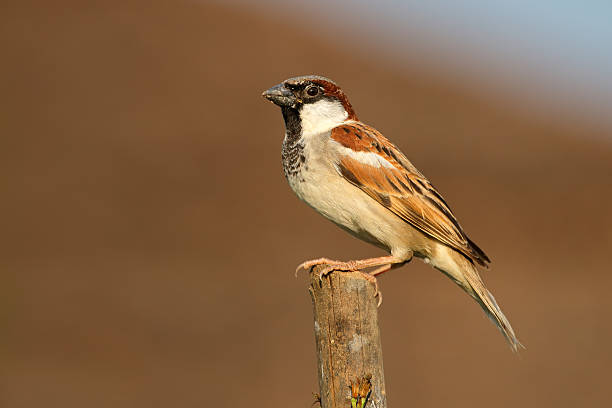 House-Sparrow