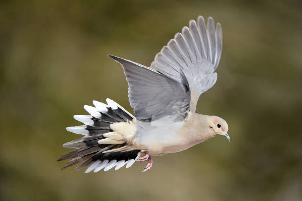 Mourning-Dove