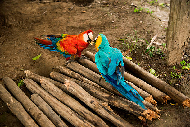 blue and Gold Macaw