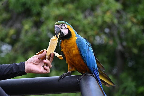 blue and gold Macaw diet
