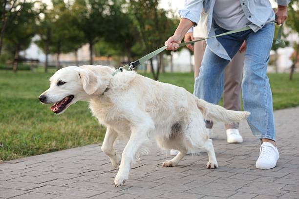 how to train a dog not to pull on the leash