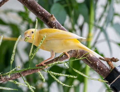 Free Bright yellow Atlantic canary on branch surrounded by lush greenery. Stock Photo