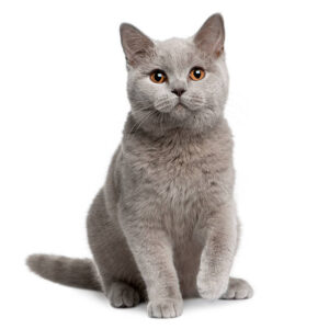British Shorthair cat