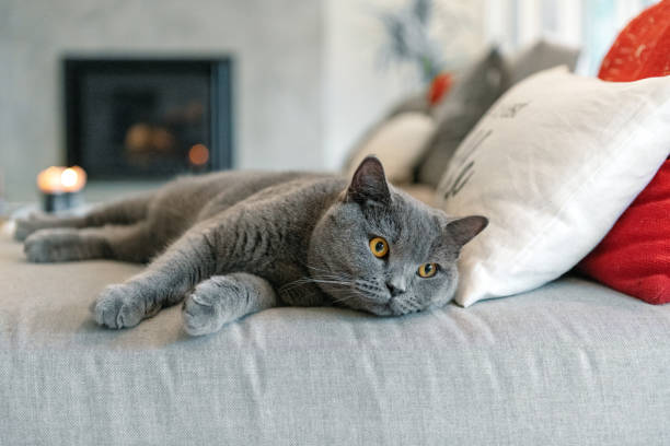British Shorthair characteristics