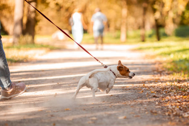 leash training tips,