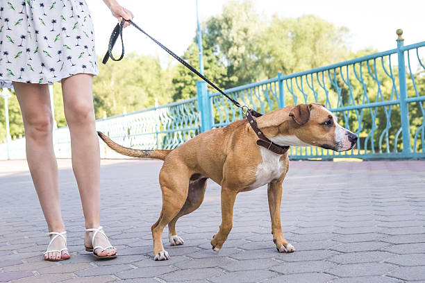 dog walking training