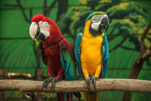 Blue and Gold Macaw