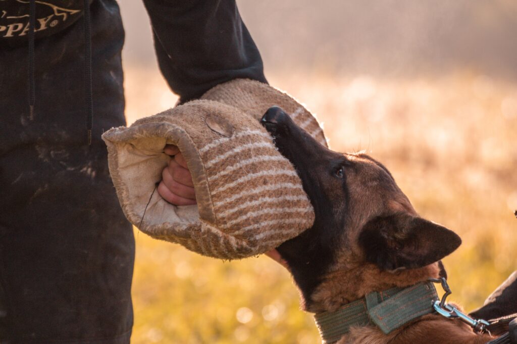 dog obedience training