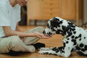 best dog food for dogs with sensitive stomachs