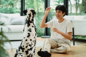 Dog Training