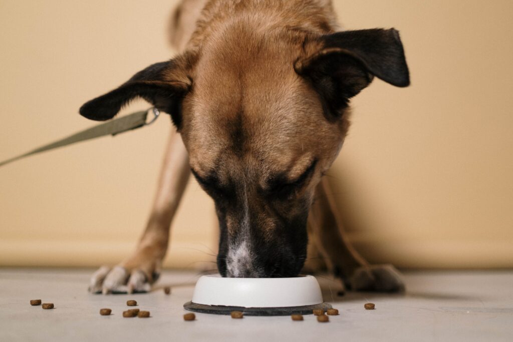 best home made dog food