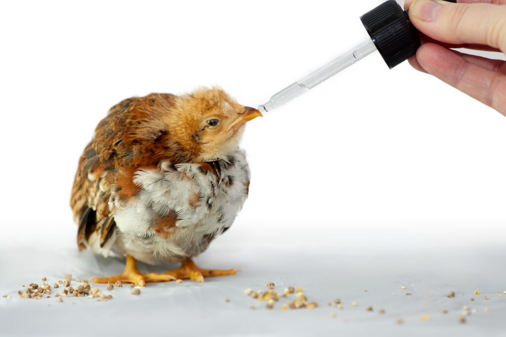 What to Feed a Baby Bird