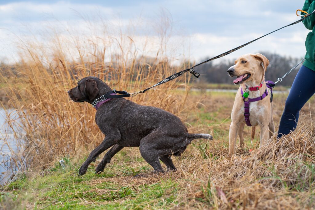 how to stop a dog from pulling