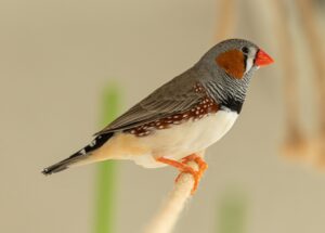 bird with orange beak