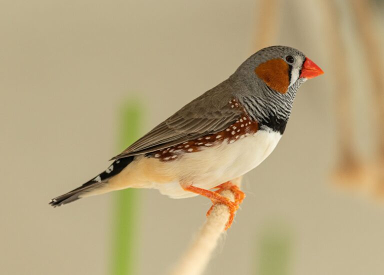 bird with orange beak