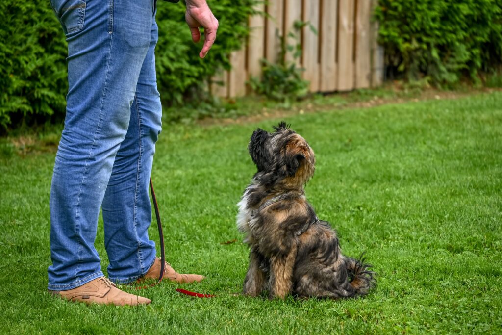 how to train a dog