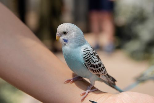 Free Beautiful blue budgerigar resting on a person's arm in sunlight. Stock Photo