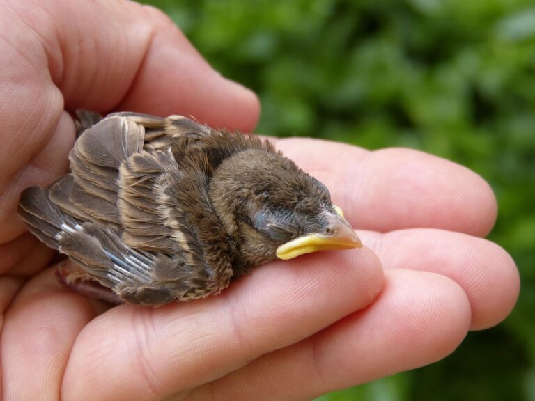 baby bird found on ground