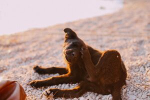 Best Dog Food for Itchy Skin