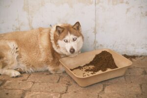 Best Dog Food for Overweight Dogs