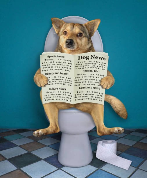 potty dog train