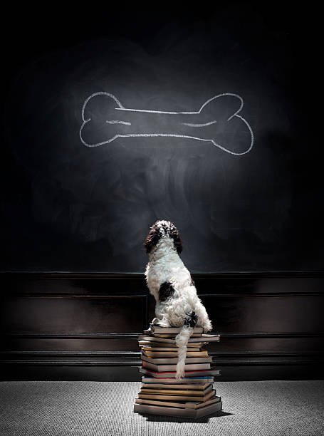 best dog food for puppies