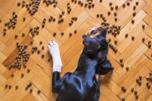 how do you make dog food