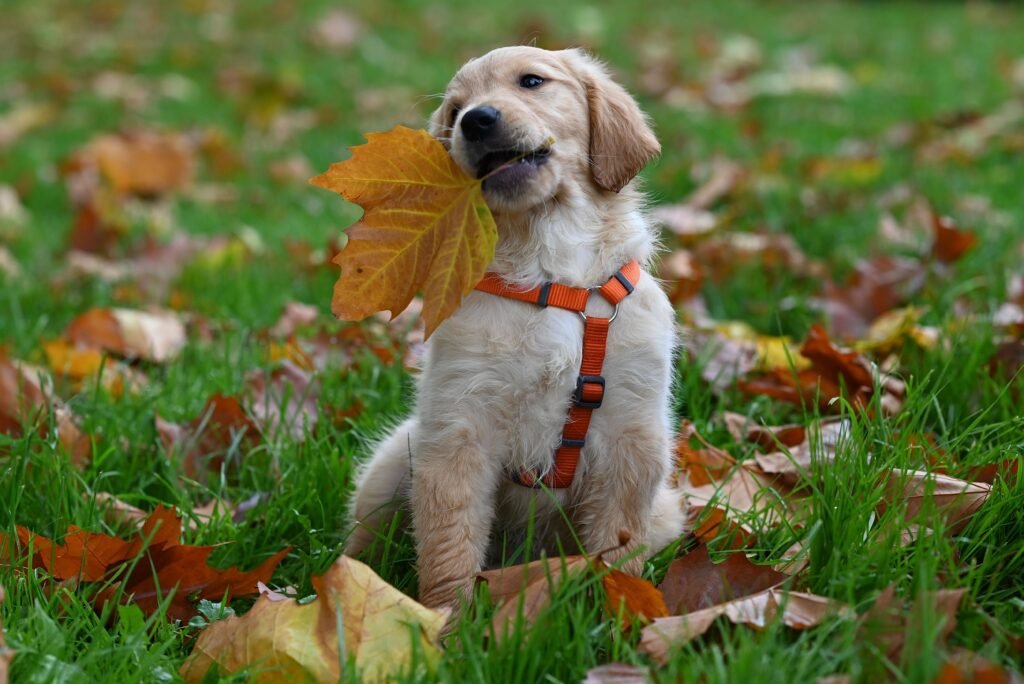 puppy training schedule by age