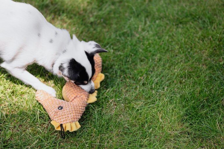 Puppy learning to redirect biting from hands to a chew toy