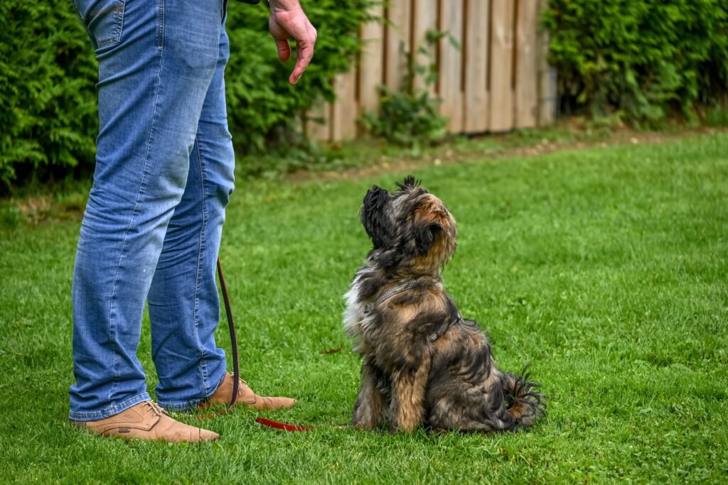How to Potty Train a Puppy