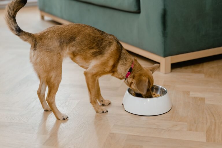 best dog food for puppies